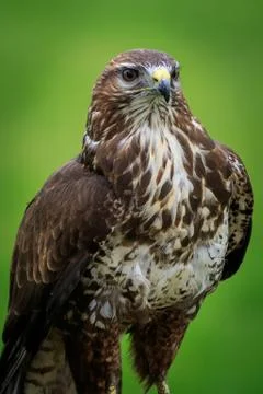 Buzzard (Buteo buteo) Stock Photos