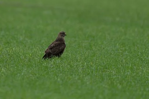 Buzzard- Buteo buteo. Stock Photos