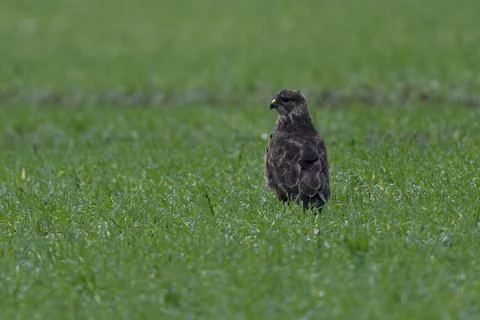 Buzzard- Buteo buteo. Stock Photos
