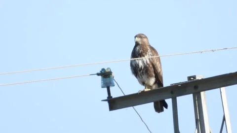 Buzzard, Buteo buteo, power lines, Doñana National Park, Spain Stock Footage 171298634