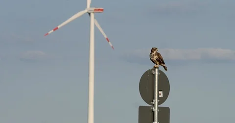 Buzzard (buteo buteo) sitting on traffic sign, wild wheel - wildlife - 4K/HD Stock Footage 95277448