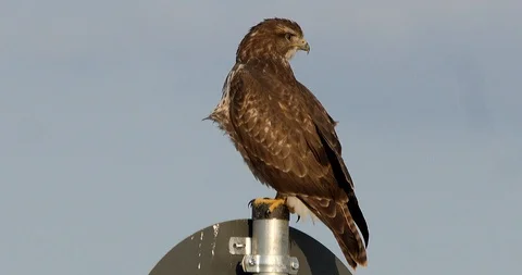 Buzzard (buteo buteo) sitting on traffic sign - wildlife - 4K/HD stock video Stock Footage 95332007