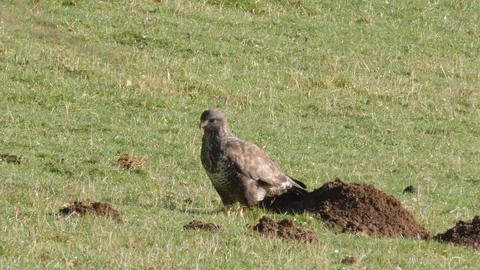 Buzzard Buteo buteo worming in grazed field is undisturbed by passing van Stock Footage 98919097