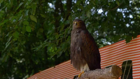 Buzzard in captivity sitting in a perche, shaking head and looking to the camera Stock Footage 113093898