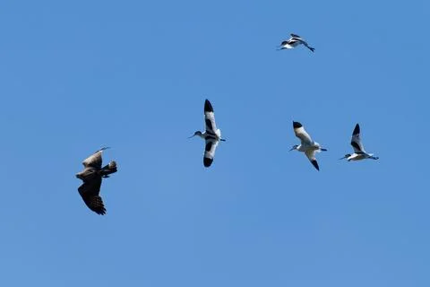 Buzzard Chased away Stock Photos