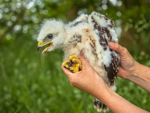 Buzzard chick in hand Stock Photos