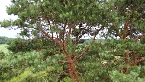 Buzzard chick in the nest, drone shooting 스톡 동영상 156370851