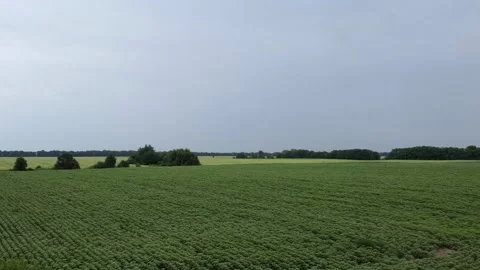 Buzzard chick in the nest, drone shooting, pine 動画素材 156370853