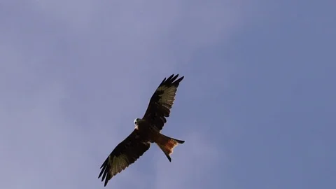 Buzzard circle in the sky Stock Footage 107145443