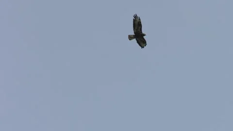Buzzard Circling in the Sky Stock Footage 316372560