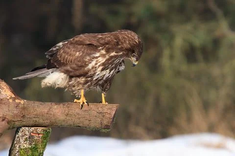 Buzzard in clearing in winter with snow Stock Photos