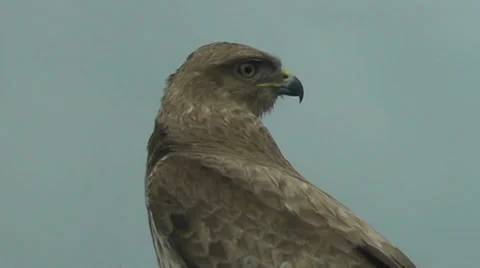 Buzzard close-up Stock Footage 33909154