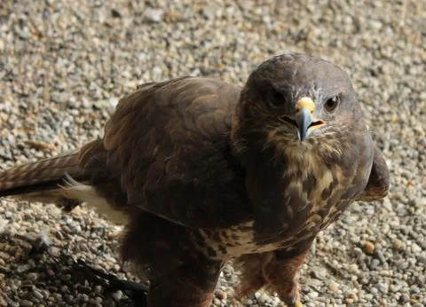 Buzzard close front Stock Photos