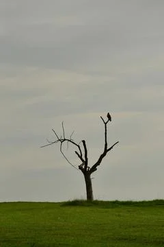 Buzzard on a dead old tree Stock Photos