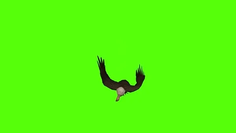Buzzard Death Green Screen Animation 4K Rendering Stock Footage 295557171