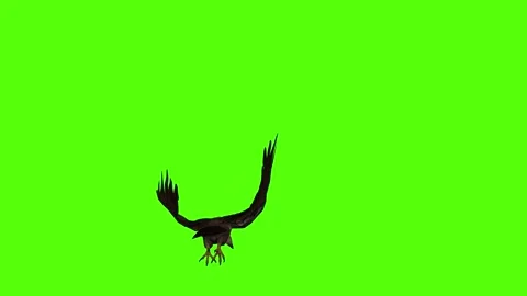 Buzzard Death Green Screen Animation 4K Rendering Stock Footage 295557178