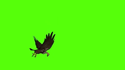 Buzzard Death Green Screen Animation 4K Rendering Stock Footage 295557272