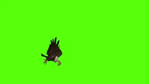 Buzzard Death Green Screen Animation 4K Rendering Stock Footage 295557277