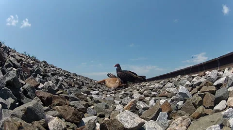 Buzzard deer high speed Stock Footage 28245317