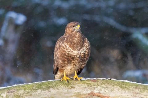 Buzzard during snowfall on a tree trunk Stock Photos
