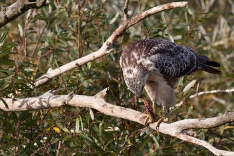 A buzzard eating a frog Stock Photos