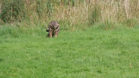 Buzzard Eating on Ground under Red Kites Stock Footage 253643476