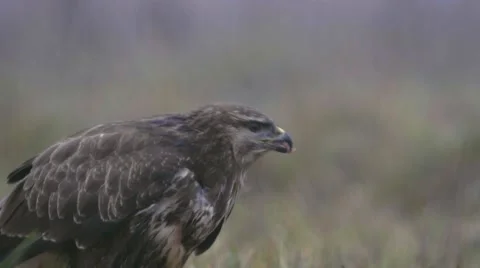Buzzard eating his prey Stock Footage 68671569