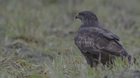 Buzzard eating his prey Stock Footage 68671798