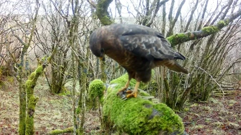 Buzzard eating a live Toad on a branch. Isle of Skye Stock Footage 303595733