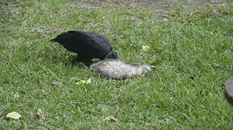Buzzard eating Possum Stock Footage 33744940