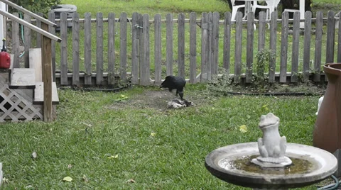 Buzzard eating Possum Stock Footage 33745003