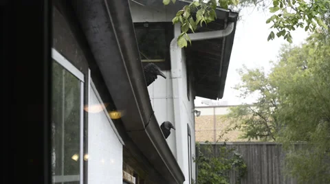 Buzzard eating Possum Stock Footage 33745070