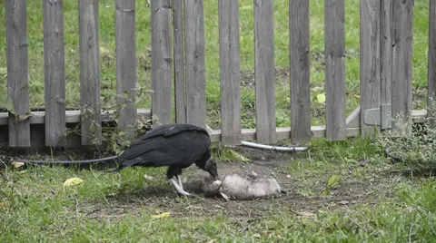 Buzzard eating Possum Stock Footage 33745207