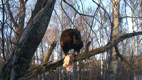 Buzzard eats meat on branches, bird, March Stockbeeldmateriaal 149842346