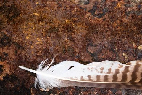 Buzzard feather on rusty ground, copyspace Fotos Stock
