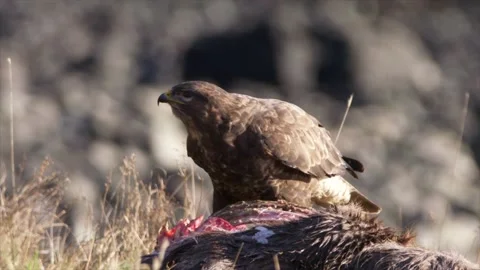 Buzzard feeding on red deer carcass carrion Stock Footage 132496440