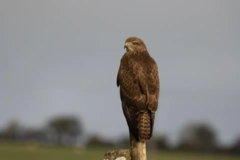 Buzzard on a fence post Foto stock