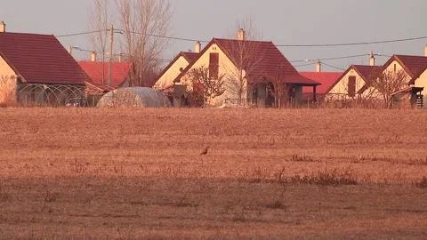 Buzzard in field Stock Footage 166892779
