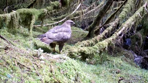 Buzzard finds and eats a small piece of cheese.  Isle of Skye Stock Footage 273584361