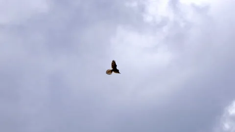 Buzzard flapping its wings in the countryside 스톡 동영상 233717103