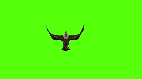 Buzzard Flapping Wings Green Screen Animation 4K Rendering Stock Footage 295557111
