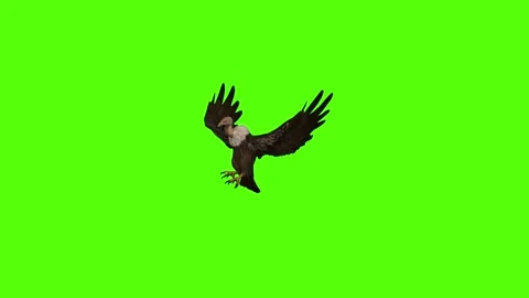 Buzzard Flapping Wings Green Screen Animation 4K Rendering Stock Footage 295557115