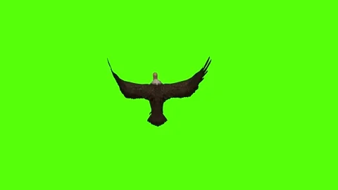 Buzzard Flapping Wings Green Screen Animation 4K Rendering Stock Footage 295557121