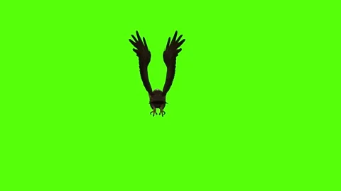 Buzzard Flight Mode Green Screen Animation 4K Rendering Stock Footage 295557063