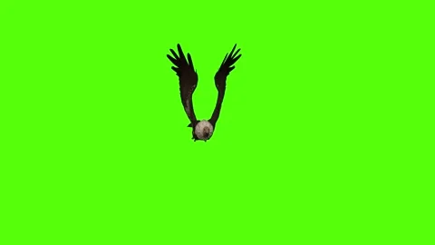 Buzzard Flight Mode Green Screen Animation 4K Rendering Stock Footage 295557075
