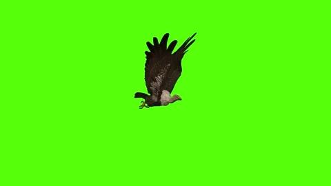 Buzzard Flight Mode Green Screen Animation 4K Rendering Stock Footage 295557080