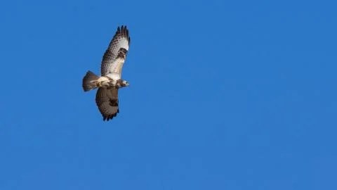 Buzzard in flight Stock Photos