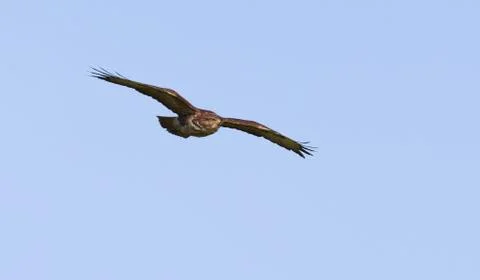 Buzzard in flight Stock Photos