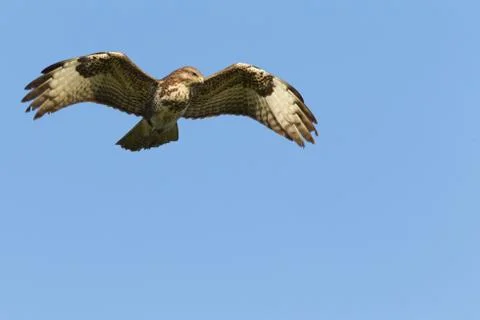 Buzzard in flight Stock Photos