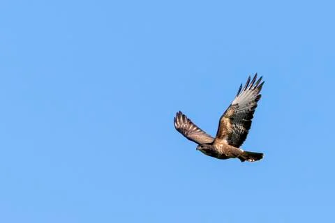 Buzzard in Flight Stock Photos